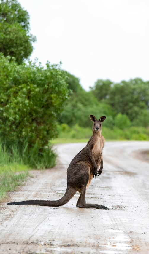 canguro australia